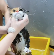 N0601006 have kind dog #dog #funny #dogsoftiktok #fyp #catsoftiktok #move