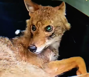 N0601007 helped coyote escape trap,but few years later,the coyote…