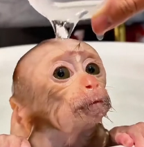 N0601008 monkey is trapped in iron net,Monkey mother asked me help