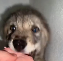 N0601009 found poisoned coyote on farm kindly rescued him #funny