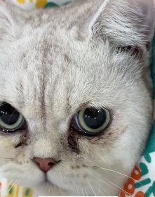 N0601010 Alpaca found abandoned kitten in trash can.#rescue #fyp #cat #k