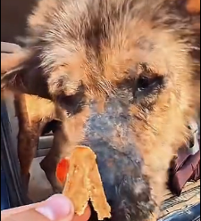 N0601011 saved sheepdog in outskirts,and since then he has become my