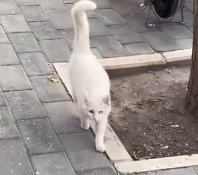 N0201014 Journey of Once Homeless Cat #rescue #cute #helpanimals #rescu…