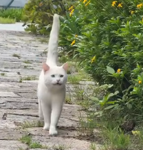 N0601012 Rescued white cat.#rescue #cat #kitty #catlover #fyp