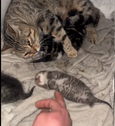 N0601013 brought frozen newborn kitten back to life she chose me .#res