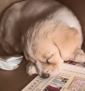 N0601014 Rescued scared puppy hiding in tree hole #rescue #puppy #adoptdon