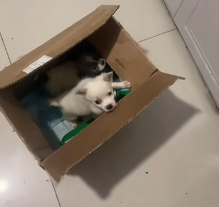 N0601015 found two puppies on my way home then..#puppy #rescuedog #fyp