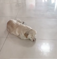 N0601016 rescued pup fall into river.#puppy #rescuedog #fyp