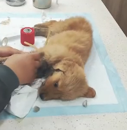 N0601017 Rescued poor golden retriever.#rescue #puppy #goldenretriever #fyp