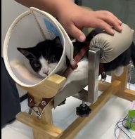 N0601018 Found kitten after car accident..and then happened #rescue