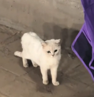 N0601019 Met cute kitten while was doing graffiti.#kitten #cute #fyp #a…