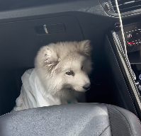 N0601020 Rescued Samoyed on road then..#rescue #puppy #samoyed #fyp