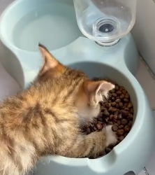 N0601021 Adopted poor kitten.#rescue #kitten #animals #pet #adoptdontshop #fyp