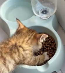 N0601021 Adopted poor kitten.#rescue #kitten #animals #pet #adoptdontshop #fyp