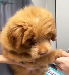 N0201015 Healing Power of Love stray #rescue #cute #helpanimals #r…