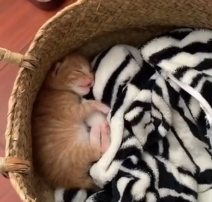 N0601022 rescued tiny orange kitten!#kitten #rescue #animals #foryoupage