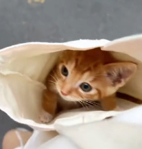 N0601023 rescued kitten struggling in dirty ditch adopted it.#kitt