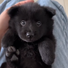 N0601024 rescued little black puppy it looked like moving furball!#puppy