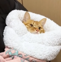 N0601025 rescued stray cat on an overpass during heavy rainstorm ado