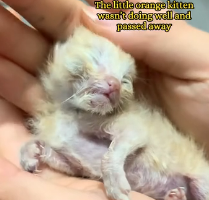N0601026 Poor kitten.#rescue #kitten #animals #pet #adoptdontshop #kitty
