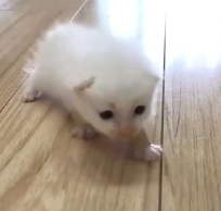 N0601027 rescued newborn kitten on my way to work.#foryou #cat #rescuecat