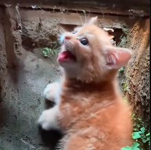 N0601028 rescued kitten stuck in storm drain, to my surprise, it fol…