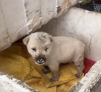 N0601029 rescued puppy was being abused by its own mother. It was con…