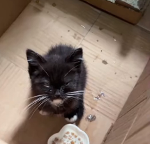 N0201016 Rescue stray cats #rescue #cute #helpanimals #love #cat #catsoftikto… (4)