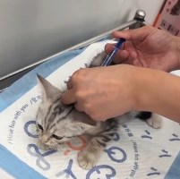 N0601030 now on, there is one less stray kitty in word #rescue #cute