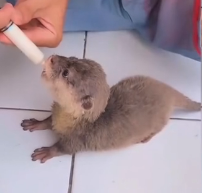 N0601031 In woods, found baby otter brought it home to take care o…