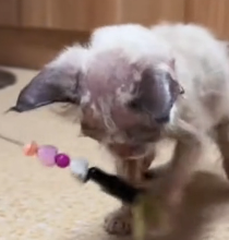 N0601032 Rescue stray cats #rescue #cute #love #helpanimals #cat #catsoftikto…