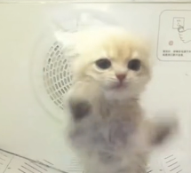 N0601033 Rescue poor stray cats #rescue #cute #love #cat #helpanimals #catsof