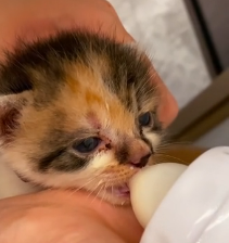 N0601034 Rescue cute calico cat #rescue #cute #love #cat #helpanimals #ca