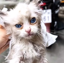 N0601035 rescued Ragdoll cat who was abandoned because it had feline diste