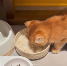 N0601036 Rescued cute cat#rescue #cute #love #cat #kittensoftiktok #catsofti…