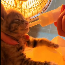 N0601037 Rescue stray cats #rescue