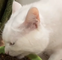 N0601038 Rescue poor stray cats #rescue #cute #love #cat #helpanimals #catsof… (1)