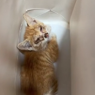 N0601040 Rescue stray cats #rescue #cute #love