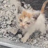 N0601041 Rescue stray cats #rescue #cute #catsoftikto