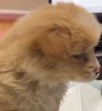 N0601042 Rescue stray dogs #rescue #cute #love #helpanimals #straydog #dog