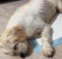 N0601043 Rescue stray dogs #rescue #cute #love #helpanimals #straydog #dog (1)