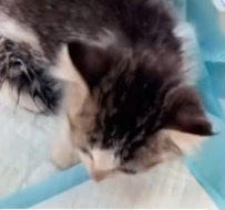 N0601044 Rescue stray cats #cat #catsoftikto