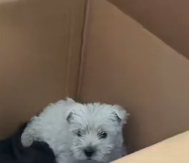 N0601046 Rescue stray dogs #rescue #cute #love #helpanimals #straydog #dog (2)