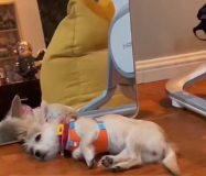 N0601047 Rescue stray dogs #rescue #cute #love #helpanimals #straydog #dog (3)