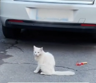 N0601048 Found stray cat in parking lot #rescue #cute #love #rescueanim