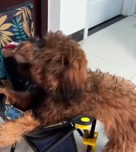 N0601049 Rescue stray dogs #rescue #cute #love #helpanimals #straydog #dog (4)