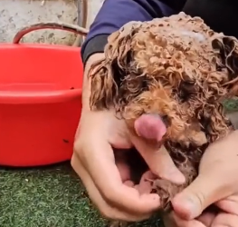 N2801020 Left There in Pain, Waiting for a Miracle