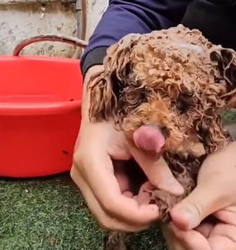 N2801020 Left There in Pain, Waiting for a Miracle