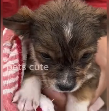 N2801033 Every Second Felt Like the End for This Little Life