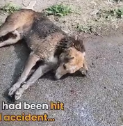 N3101001_Head Injury, Completely Disoriented… He Couldn’t Even Lift His Head